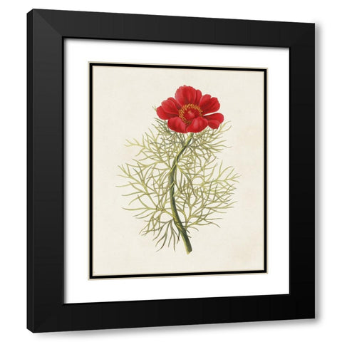 Flowers of the Seasons VII Black Modern Wood Framed Art Print with Double Matting by Unknown