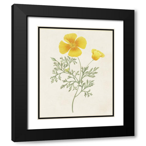 Flowers of the Seasons IX Black Modern Wood Framed Art Print with Double Matting by Unknown