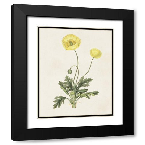 Flowers of the Seasons XII Black Modern Wood Framed Art Print with Double Matting by Unknown