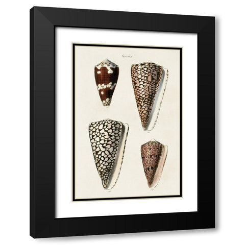 Cone Shell Collection I Black Modern Wood Framed Art Print with Double Matting by Unknown