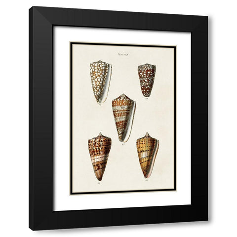Cone Shell Collection II Black Modern Wood Framed Art Print with Double Matting by Unknown
