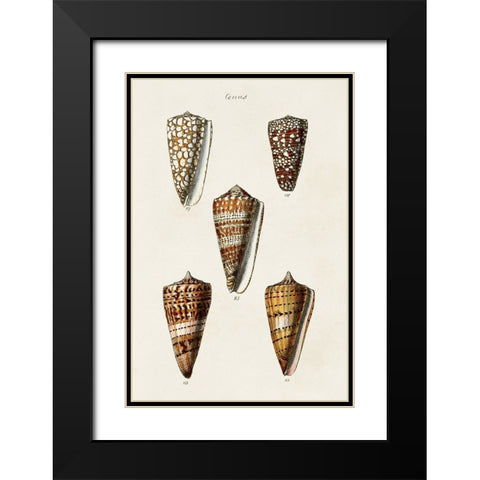 Cone Shell Collection II Black Modern Wood Framed Art Print with Double Matting by Unknown