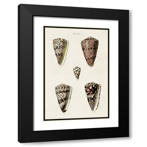 Cone Shell Collection III Black Modern Wood Framed Art Print with Double Matting by Unknown