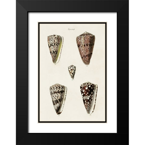 Cone Shell Collection III Black Modern Wood Framed Art Print with Double Matting by Unknown