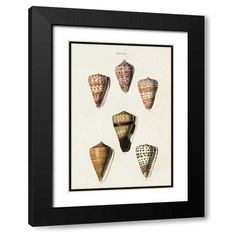 Cone Shell Collection IV Black Modern Wood Framed Art Print with Double Matting by Unknown