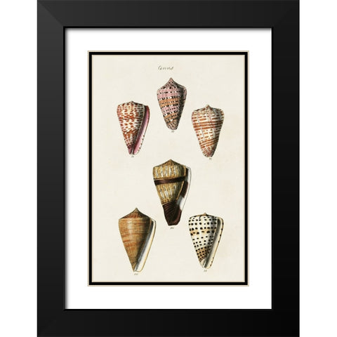 Cone Shell Collection IV Black Modern Wood Framed Art Print with Double Matting by Unknown