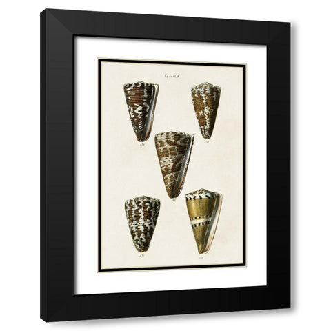 Cone Shell Collection V Black Modern Wood Framed Art Print with Double Matting by Unknown