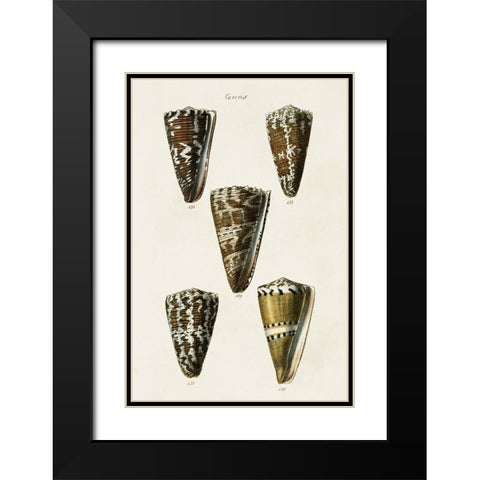 Cone Shell Collection V Black Modern Wood Framed Art Print with Double Matting by Unknown