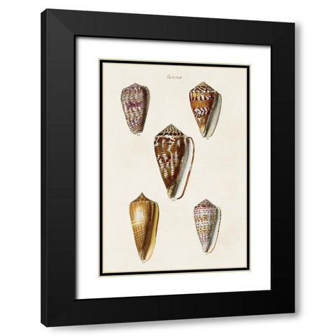 Cone Shell Collection VI Black Modern Wood Framed Art Print with Double Matting by Unknown