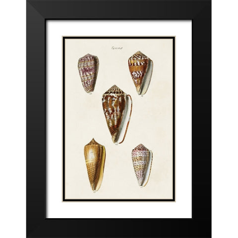 Cone Shell Collection VI Black Modern Wood Framed Art Print with Double Matting by Unknown