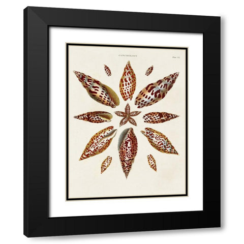 Spiral Shell Formation I Black Modern Wood Framed Art Print with Double Matting by Seba, Albertus