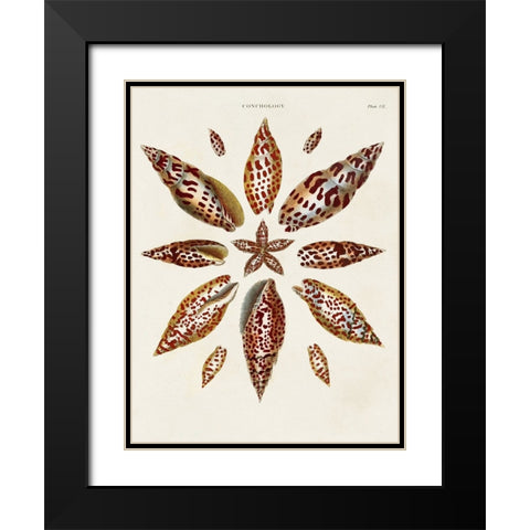 Spiral Shell Formation I Black Modern Wood Framed Art Print with Double Matting by Seba, Albertus