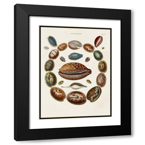 Spiral Shell Formation II Black Modern Wood Framed Art Print with Double Matting by Seba, Albertus