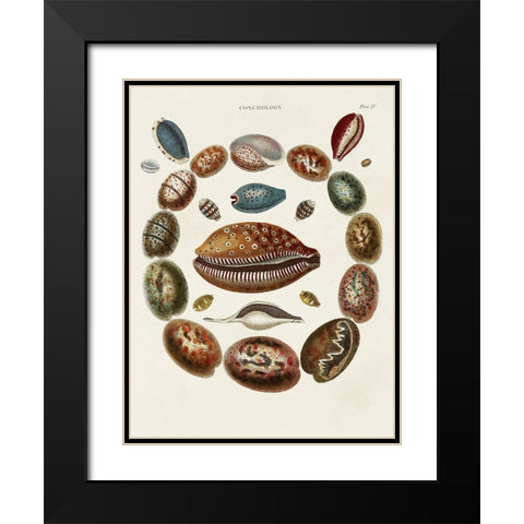 Spiral Shell Formation II Black Modern Wood Framed Art Print with Double Matting by Seba, Albertus