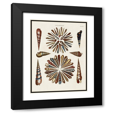 Spiral Shell Formation III Black Modern Wood Framed Art Print with Double Matting by Seba, Albertus