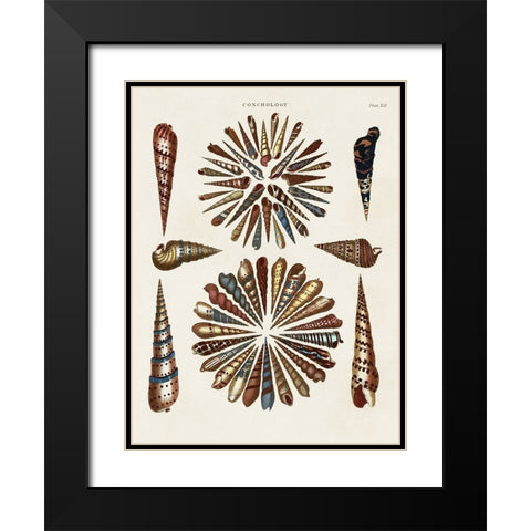 Spiral Shell Formation III Black Modern Wood Framed Art Print with Double Matting by Seba, Albertus
