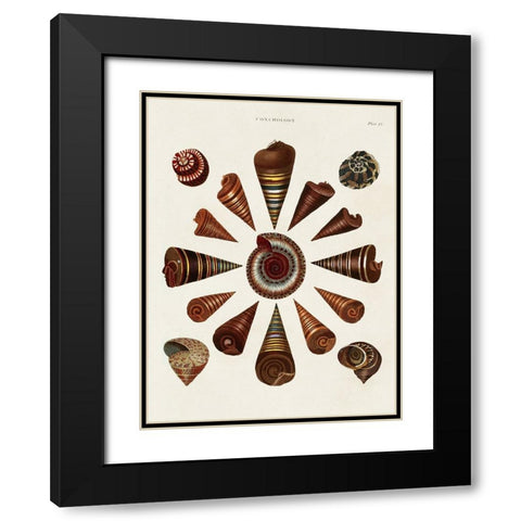 Spiral Shell Formation IV Black Modern Wood Framed Art Print with Double Matting by Seba, Albertus