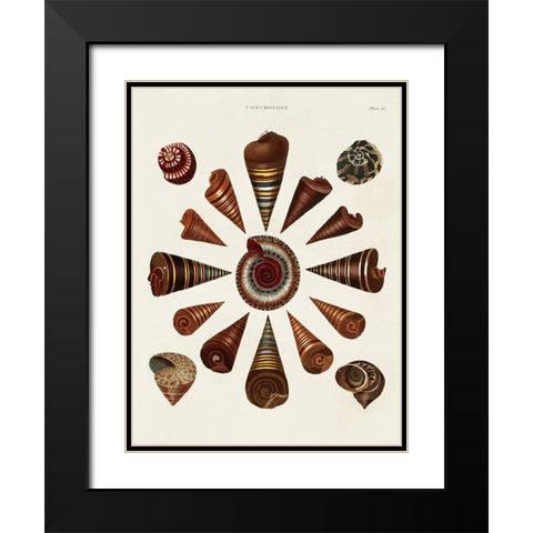 Spiral Shell Formation IV Black Modern Wood Framed Art Print with Double Matting by Seba, Albertus