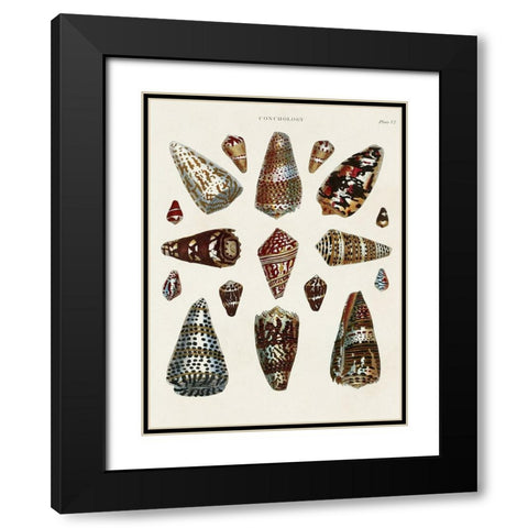 Spiral Shell Formation V Black Modern Wood Framed Art Print with Double Matting by Seba, Albertus