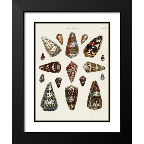 Spiral Shell Formation V Black Modern Wood Framed Art Print with Double Matting by Seba, Albertus