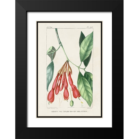 Turpin Tropical Botanicals I Black Modern Wood Framed Art Print with Double Matting by Turpin