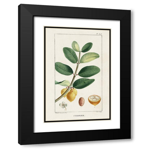 Turpin Tropical Botanicals V Black Modern Wood Framed Art Print with Double Matting by Turpin
