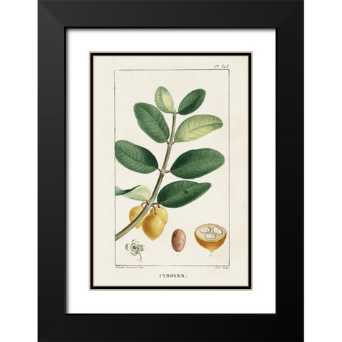 Turpin Tropical Botanicals V Black Modern Wood Framed Art Print with Double Matting by Turpin
