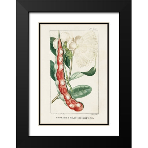 Turpin Tropical Botanicals VIII Black Modern Wood Framed Art Print with Double Matting by Turpin