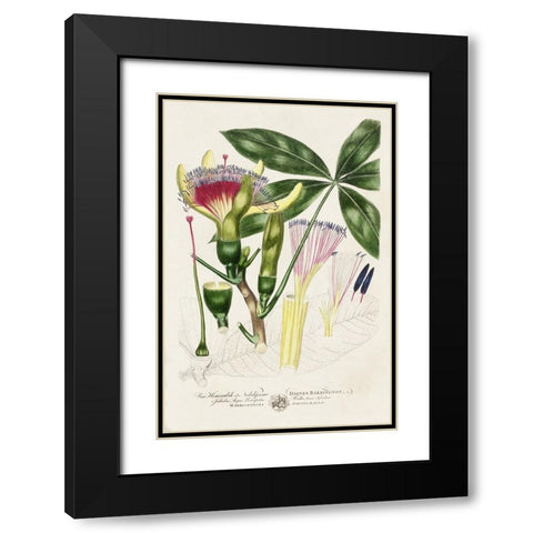 Imperial Tropical Botanical II Black Modern Wood Framed Art Print with Double Matting by Miller, John