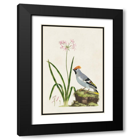 Bird in Habitat II Black Modern Wood Framed Art Print with Double Matting by Unknown