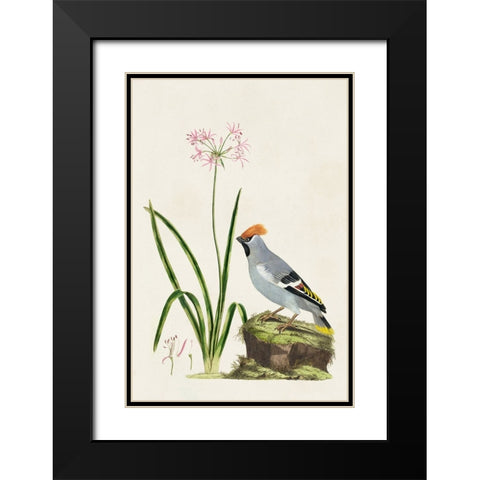 Bird in Habitat II Black Modern Wood Framed Art Print with Double Matting by Unknown