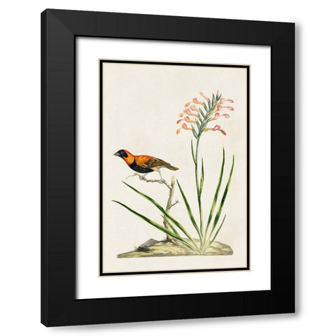 Bird in Habitat III Black Modern Wood Framed Art Print with Double Matting by Unknown