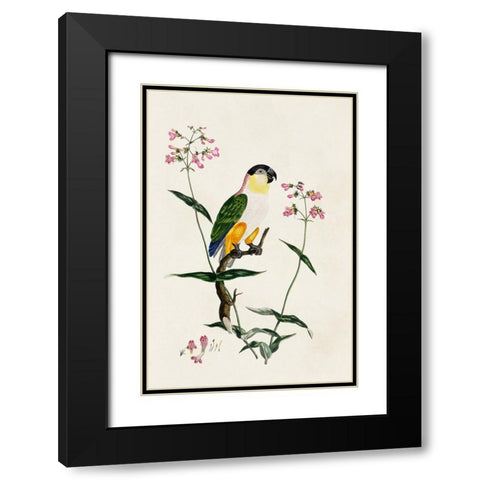 Bird in Habitat IV Black Modern Wood Framed Art Print with Double Matting by Unknown