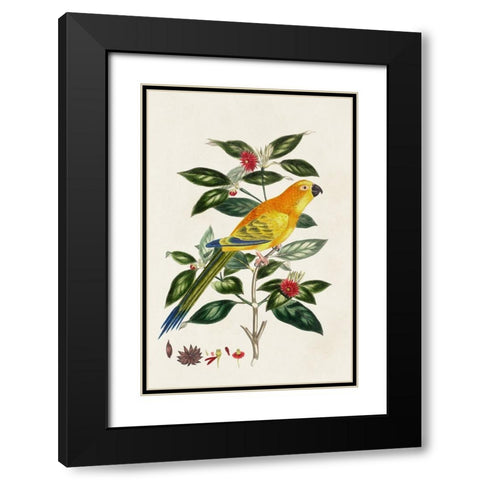 Bird in Habitat V Black Modern Wood Framed Art Print with Double Matting by Unknown