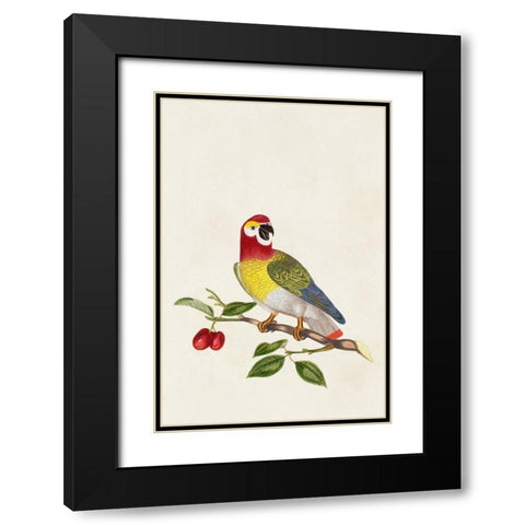Bird in Habitat VI Black Modern Wood Framed Art Print with Double Matting by Unknown