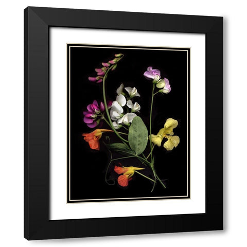 Flower Drama I Black Modern Wood Framed Art Print with Double Matting by Stalus, Judy
