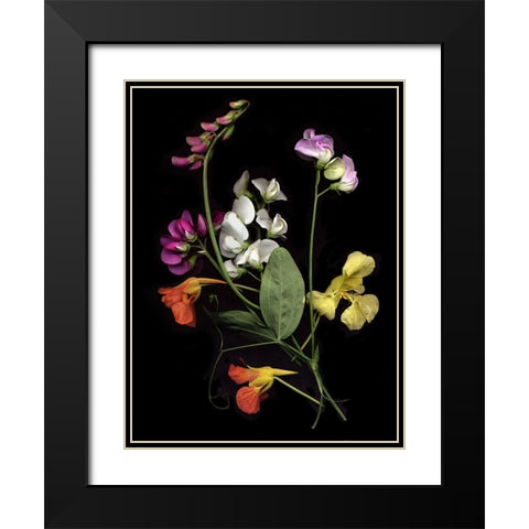 Flower Drama I Black Modern Wood Framed Art Print with Double Matting by Stalus, Judy