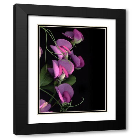 Flower Drama IV Black Modern Wood Framed Art Print with Double Matting by Stalus, Judy