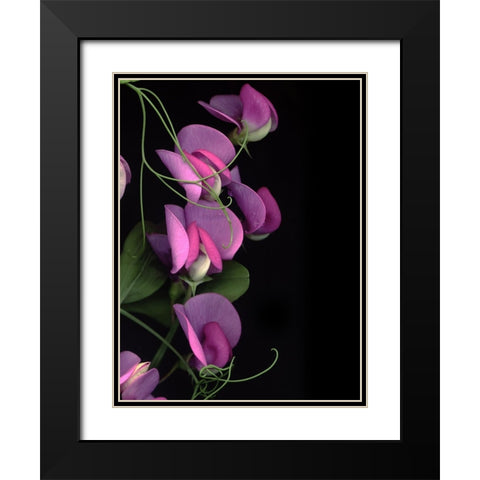 Flower Drama IV Black Modern Wood Framed Art Print with Double Matting by Stalus, Judy