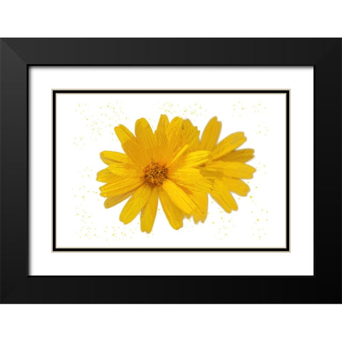Yellow Asters Black Modern Wood Framed Art Print with Double Matting by Pica, Jeff