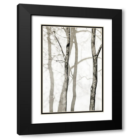Shadowed Tree Trunks I Black Modern Wood Framed Art Print with Double Matting by Aldridge, Ashley