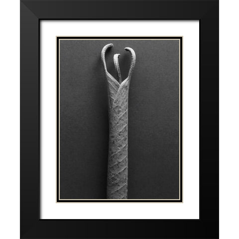 Mountain Laurel Leaves ll Black Modern Wood Framed Art Print with Double Matting by Rosenthal, Berry