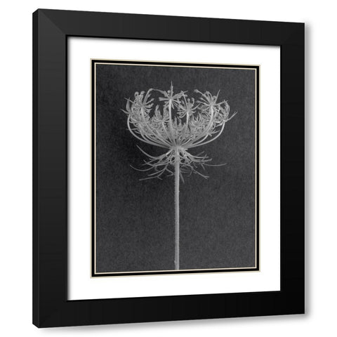 Queens Lace Black Modern Wood Framed Art Print with Double Matting by Rosenthal, Berry