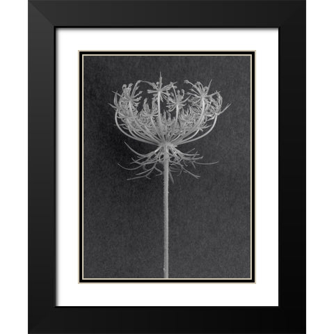 Queens Lace Black Modern Wood Framed Art Print with Double Matting by Rosenthal, Berry