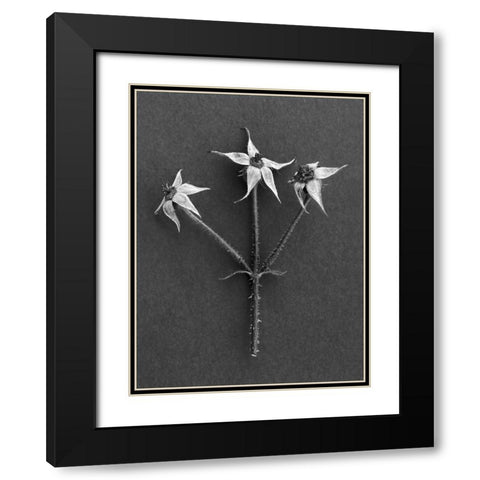 Rose Hip Black Modern Wood Framed Art Print with Double Matting by Rosenthal, Berry