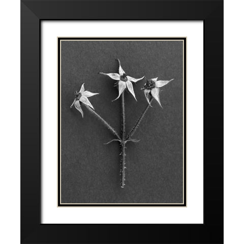 Rose Hip Black Modern Wood Framed Art Print with Double Matting by Rosenthal, Berry