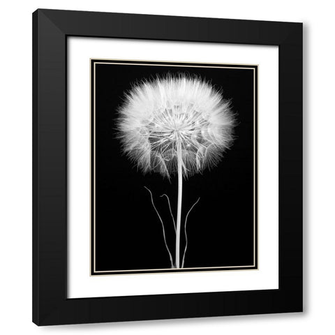 Salsify Black Modern Wood Framed Art Print with Double Matting by Rosenthal, Berry