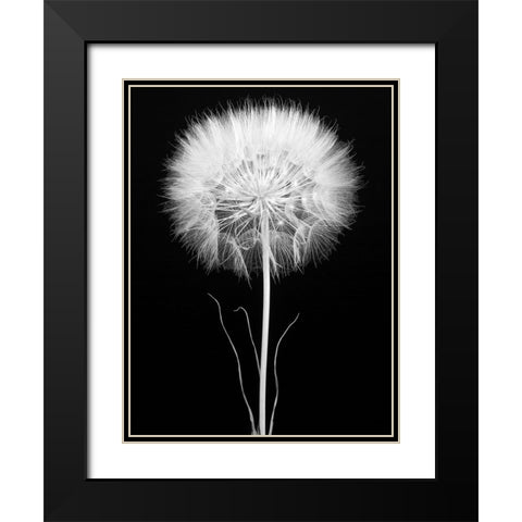 Salsify Black Modern Wood Framed Art Print with Double Matting by Rosenthal, Berry