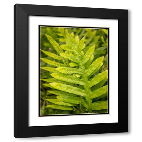 Fern Examination I Black Modern Wood Framed Art Print with Double Matting by Head, Danny