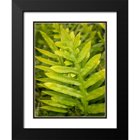 Fern Examination I Black Modern Wood Framed Art Print with Double Matting by Head, Danny